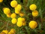 Santolina rosmarinifolia en fleur, Fleurs de Santoline à feuilles de romarin, Graines de Santolina rosmarinifolia, Graines de Santoline à feuilles de romarin