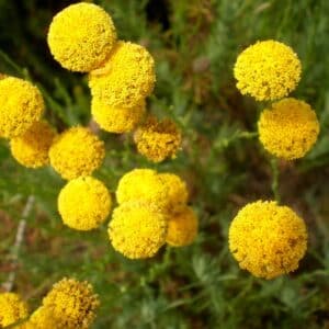 Santolina rosmarinifolia en fleur, Fleurs de Santoline à feuilles de romarin, Graines de Santolina rosmarinifolia, Graines de Santoline à feuilles de romarin