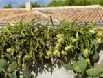 Culture de Selenicereus undatus ou Hylocereus undatus, Pitaya blanc en clôture