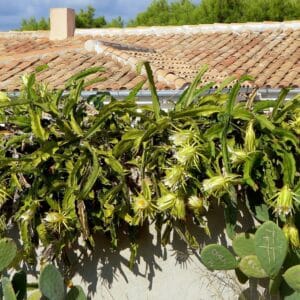 Culture de Selenicereus undatus ou Hylocereus undatus, Pitaya blanc en clôture