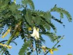 Sesbania grandiflora, Inflorescence et feuillage d'Agati à grandes fleurs, graines de Sesbania grandiflora, graines d'Agati à grandes fleurs