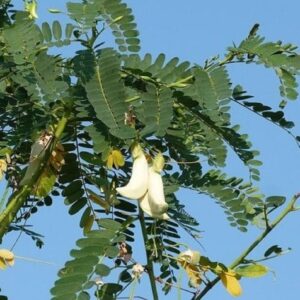 Sesbania grandiflora, Inflorescence et feuillage d'Agati à grandes fleurs, graines de Sesbania grandiflora, graines d'Agati à grandes fleurs