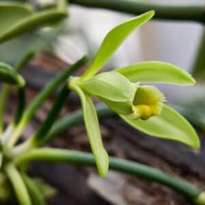 Fleur de Vanilla tahitensis de Papouasie-Nouvelle-Guinée ou Vanille des îles, Graines de Vanilla tahitensis de Papouasie-Nouvelle-Guinée, Graines de Vanille des îles