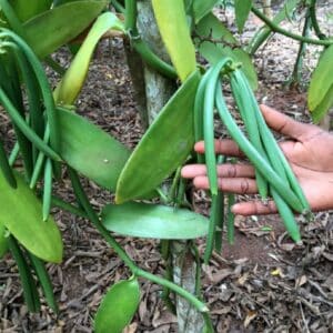 Fruits de Vanilla tahitensis de Papouasie-Nouvelle-Guinée, Gousses de Vanille des îles, Graines de Vanilla tahitensis de Papouasie-Nouvelle-Guinée, Graines de Vanille des îles