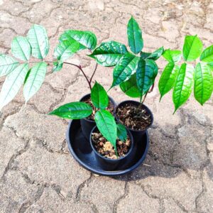 Plants de Dacryodes edulis, Plants de Safoutiers, Plants de Safou, Dacryodes edulis