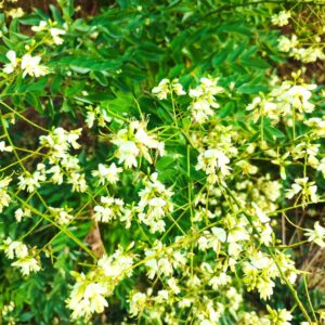 Sophora japonica, Sophora du Japon, Floraison Sophora japonica, Floraison Sophora, Fleurs de Sophora japonica