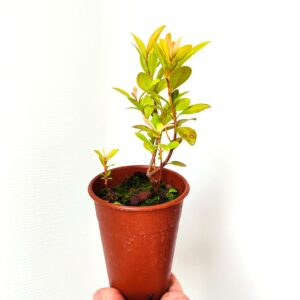 Plant de Syzygium myrtifolium, Plant de Myrte Australie, plant Eugenia myrtifolia