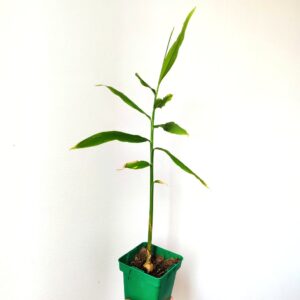 Plant de Zingiber officinale, Plant de gingembre