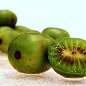 Détails d'un fruit d'Actinidia arguta, Coupe d'un Kiwaï, Graines d'Actinidia arguta, Graines de Kiwaï