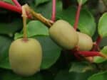Fruits d'Actinidia arguta, Kiwaï en cours de maturation, Graines d'Actinidia arguta, Graines de Kiwaï