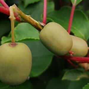 Fruits d'Actinidia arguta, Kiwaï en cours de maturation, Graines d'Actinidia arguta, Graines de Kiwaï