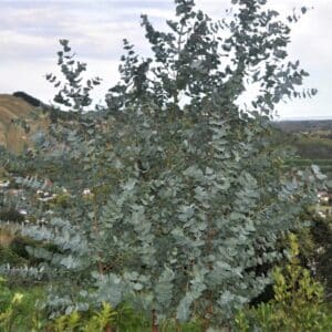 Feuillage d'Eucalyptus cinerea, Vue générale d'Eucalyptus cendré ou Gommier cendré