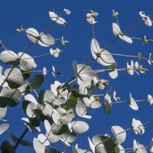 Feuilles d'Eucalyptus cordata, Feuillage du Gommier à feuilles cordiformes