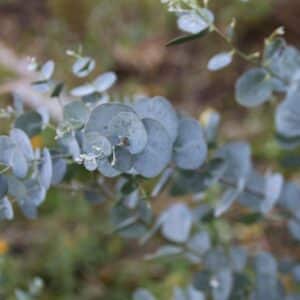 Feuillage d'Eucalyptus cordata, Feuilles du Gommier à feuilles cordiformes, Graines d'Eucalyptus cordata, Graines de Gommier à feuilles cordiformes