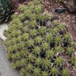 Colonie de Ferocactus robustus, Culture de Clump barrel, Graines de Ferocactus robustus, Graines de Clump barrel