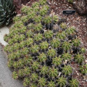 Colonie de Ferocactus robustus, Culture de Clump barrel, Graines de Ferocactus robustus, Graines de Clump barrel