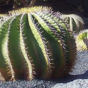 Colonie de Ferocactus schwarzii, Cactus barrique de Schwarz en milieu naturel, Graines de Ferocactus schwarzii, Graines de Cactus barrique de Schwarz
