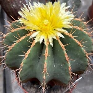 Culture en pot de Ferocactus schwarzii, Cactus barrique de Schwarz en pot, Graines de Ferocactus schwarzii, Graines de Cactus barrique de Schwarz