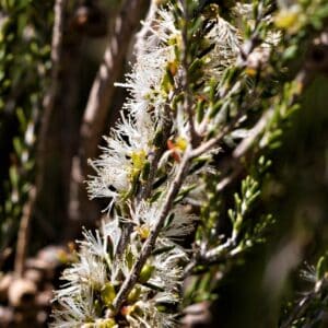 Fleurs de Melaleuca brevifolia, Inflorescence de Melaleuca à feuilles courtes, Graines de Melaleuca brevifolia, Graines de Melaleuca à feuilles courtes