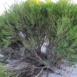 Vue générale de Melaleuca brevifolia ou Melaleuca à feuilles courtes
