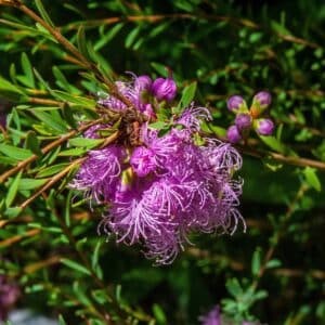 Détails des fleurs de Melaleuca thymifolia ou Myrte à feuilles de thym