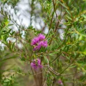 Floraison de Melaleuca thymifolia, Fleurs et feuilles de Myrte à feuilles de thym, Graines de Melaleuca thymifolia, Graines de Myrte à feuilles de thym, Graines de Myrte à miel