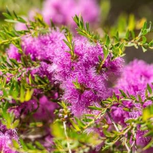 Melaleuca thymifolia en fleur, Floraison et Feuillage de Myrte à feuilles de thym, Graines de Melaleuca thymifolia, Graines de Myrte à feuilles de thym, Graines de Myrte à miel
