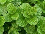 Feuillage de Mentha × rotundifolia, Détails des feuilles de Menthe à feuilles rondes