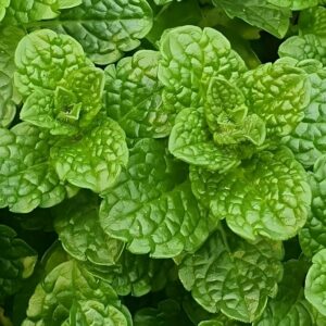 Feuillage de Mentha × rotundifolia, Détails des feuilles de Menthe à feuilles rondes