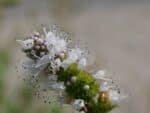 Floraison de Mentha × rotundifolia, Fleurs de Menthe à feuilles rondes, Graines de Mentha × rotundifolia, Graines de Menthe à feuilles rondes