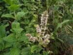 Mentha × rotundifolia en fleur, Inflorescence et feuillage de Menthe à feuilles rondes, Graines de Mentha × rotundifolia, Graines de Menthe à feuilles rondes