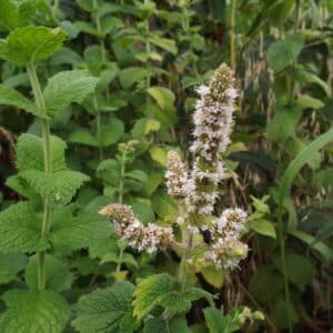 Mentha × rotundifolia en fleur, Inflorescence et feuillage de Menthe à feuilles rondes, Graines de Mentha × rotundifolia, Graines de Menthe à feuilles rondes