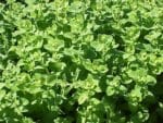 Touffe de Mentha × rotundifolia ou Menthe à feuilles rondes