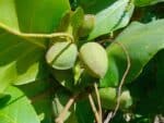 Fruits de Terminalia catappa, Noix de Badamier, Graines de Terminalia catappa, Graines de Badamier, Graines de Badame, Myrobolan