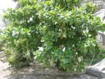 Houppier de Terminalia catappa, Vue générale du Badamier (CC BY-SA 3.0 - കാക്കര)