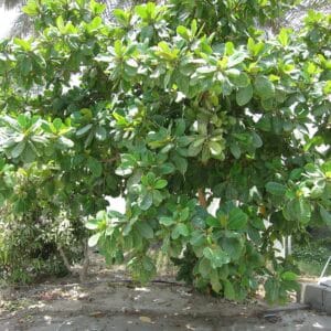 Houppier de Terminalia catappa, Vue générale du Badamier (CC BY-SA 3.0 - കാക്കര)