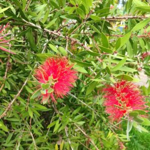 Callistemon sp., Bottlebrush, Rince-bouteille, Floraison du Callistemon, Floraison du Rince-bouteille