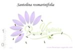 Graines de Santolina rosmarinifolia, graines de Santoline à feuilles de romarin, semences de Santolina rosmarinifolia, semences de Santoline verte