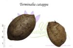 Graines de Terminalia catappa, graines de Badamier, semences de Terminalia catappa, semences d'amandier indien