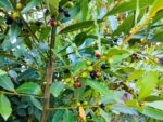 Laurus nobilis, Laurier noble, Laurier sauce, Feuilles et fruits de Laurus nobilis, Feuilles et fruits de Laurier noble, Feuilles et fruits de Laurier sauce, Fructification Laurier noble