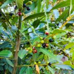 Laurus nobilis, Laurier noble, Laurier sauce, Feuilles et fruits de Laurus nobilis, Feuilles et fruits de Laurier noble, Feuilles et fruits de Laurier sauce, Fructification Laurier noble