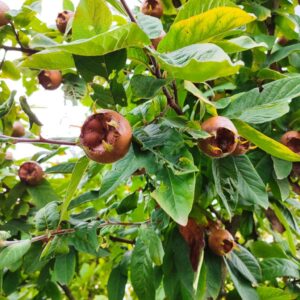 Fruits du Mespilus germanica, Fructification de Crataegus germanica, Fruits de Néflier d'Allemagne, Mespilus germanica, Crataegus germanica, Néflier d'Allemagne