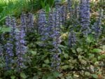 Vue générale d'Ajuga reptans, Culture de Bugle rampante, Graines d'Ajuga reptans, Graines de Bugle rampante