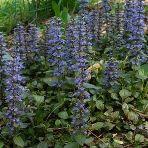 Vue générale d'Ajuga reptans, Culture de Bugle rampante, Graines d'Ajuga reptans, Graines de Bugle rampante