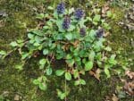 Vue générale d'Ajuga reptans, Fleurs et feuilles de la Bugle rampante, Graines d'Ajuga reptans, Graines de Bugle rampante