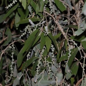 Feuilles et fructitification de Melaleuca dealbata ou Karnborn