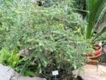 Culture en pot de Melaleuca elliptica ou Honey Granit Myrtle