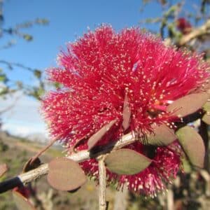 Inflorescence de Melaleuca elliptica - Fleurs et feuilles de Granite Honey Myrtle, Graines de Melaleuca elliptica, Graines de Granite Honey Myrtle