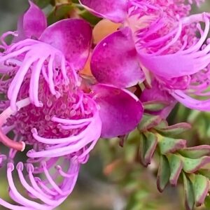 Détails des fleurs de Melaleuca pulchella, Fleurs de Myrte à griffes, Graines de Melaleuca pulchella, Graines de Myrte à griffes