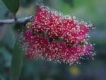 Fleurs rouges de Melaleuca viridiflora ou Mélaleuque à fleurs vertes